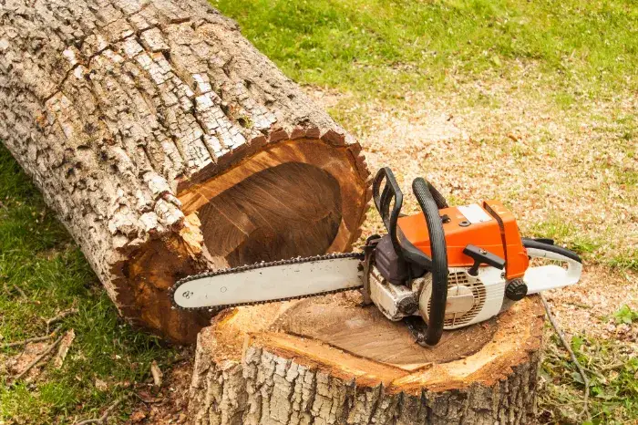 Affordable Tree Removal in Houston, TX Affordable Tree Removal in Houston, TX