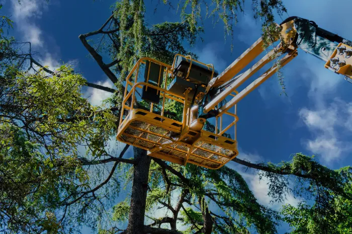 Dependable Tree Trimming in Houston, TX