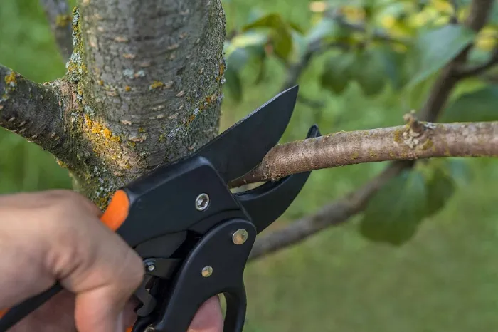 How Regular Tree Trimming Prevents Property Damage Houston, TX