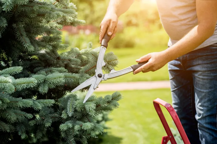 How Regular Tree Trimming Prevents Property Damage in Houston, TX