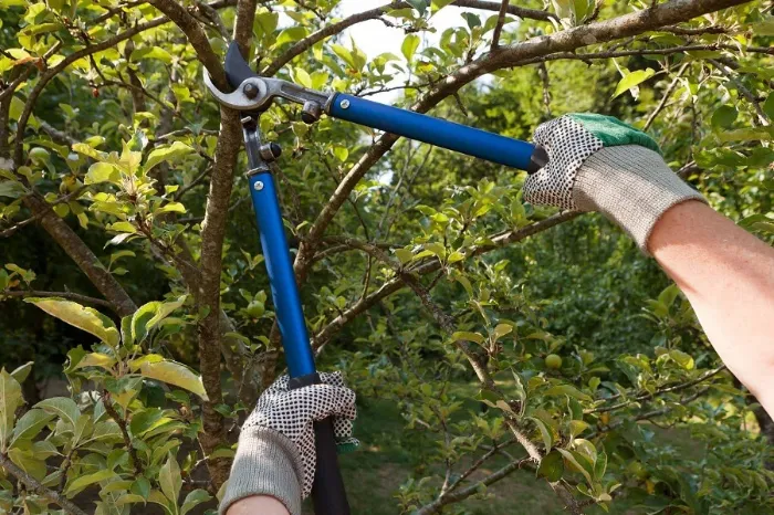 How Tree Trimming Improves Your Landscape Aesthetics Houston, TX