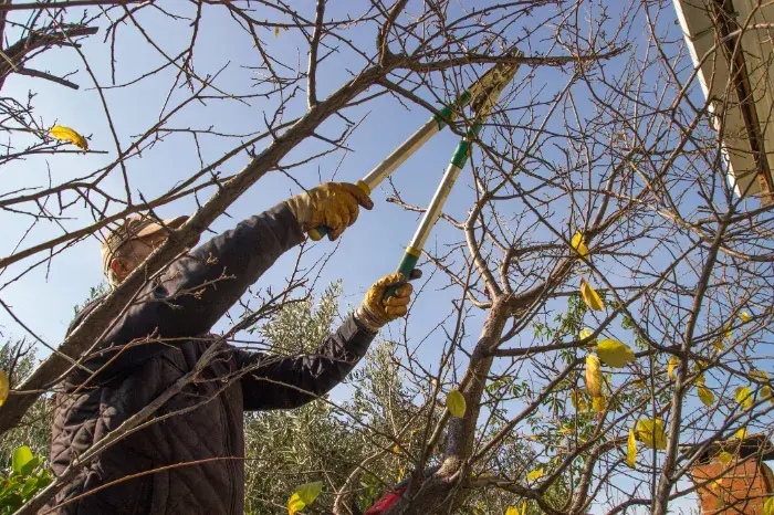 How Tree Trimming Improves Your Landscape Aesthetics in Houston, TX