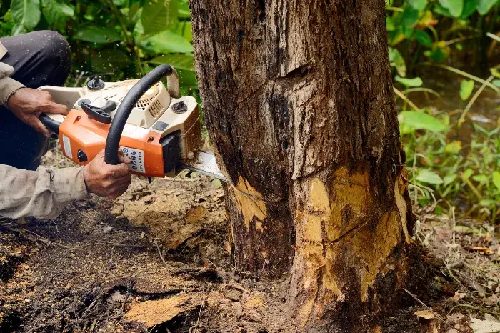 Reliable Tree Removal in Houston, TX Reliable Tree Removal in Houston, TX
