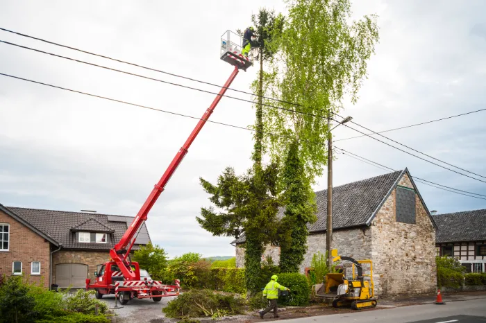 Top-notch Tree Trimming in Houston, TX