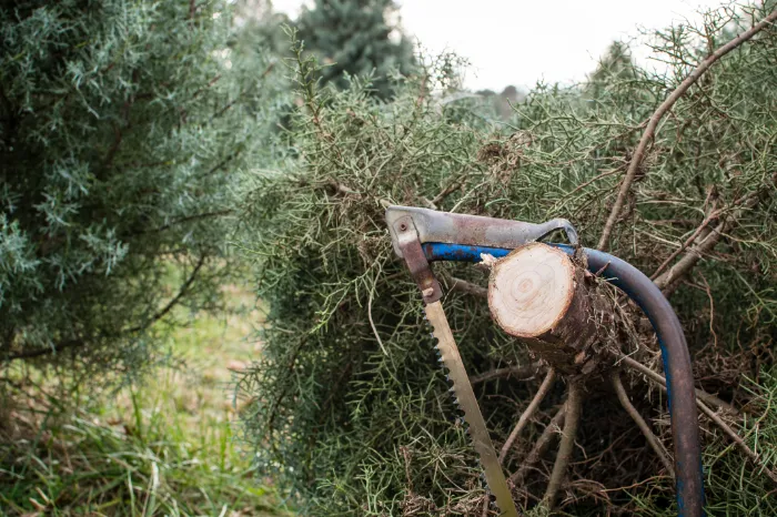 What to Expect During a Professional Tree Removal Service Houston, TX