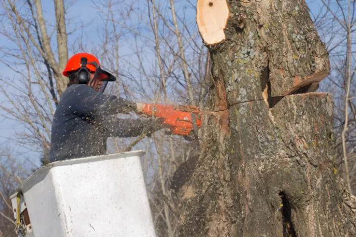 What to Expect During a Professional Tree Removal Service in Houston, TX