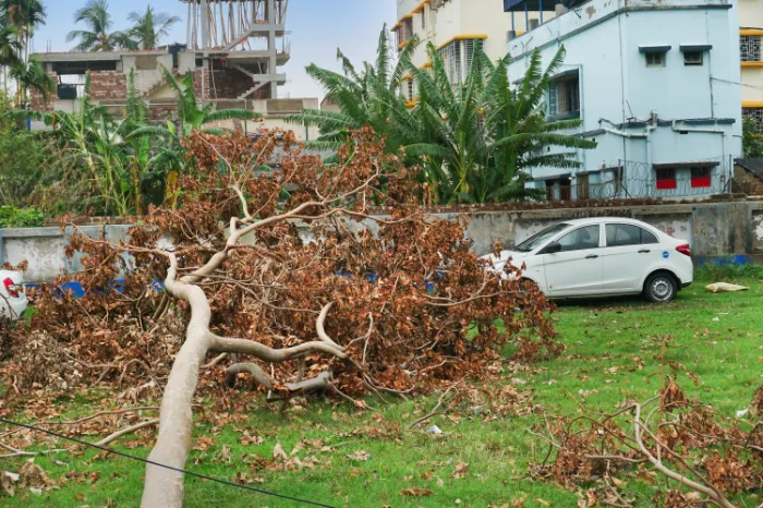 Why Tree Removal Is Necessary for Property Safety Houston, TX