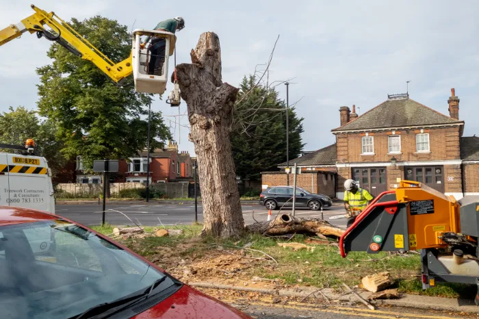 Why Tree Removal Is Necessary for Property Safety in Houston, TX